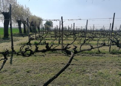 CANTINE CALEFFI vineyards